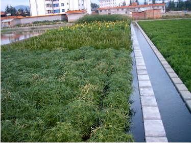 城镇农村河道污水净化人工湿地设施